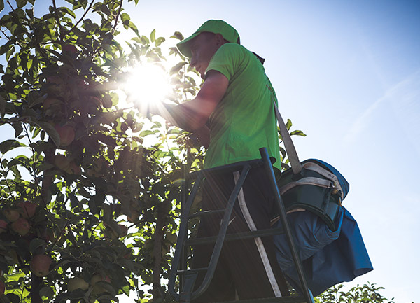 Apfelernte auf Leiter bei Sonnenlicht – Erntehelfer pflückt Äpfel im Obstgarten